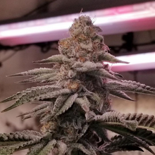 Load image into Gallery viewer, Robin Hood Seeds Violet Glue Flower