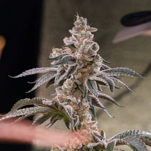 Load image into Gallery viewer, Robin Hood Seeds Violet Glue Flower