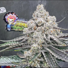 Load image into Gallery viewer, Robin Hood Seeds Wildberry Sherbet 5 Fems Flower