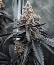 Load image into Gallery viewer, Robin Hood Seeds Wildberry Sherbet 5 Fems Flower 2