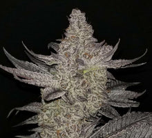 Load image into Gallery viewer, Robin Hood Seeds Violet Lakes Flower 1 5 Fem Pack