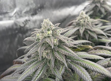 Load image into Gallery viewer, Robin Hood Seeds Violet Lakes Flower 2 5 Fem Pack