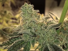 Load image into Gallery viewer, Robin Hood Seeds Violet Lakes Flower 3 5 Fem Pack