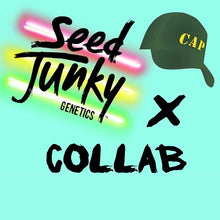 Load image into Gallery viewer, Seed Junky Capulator Collab 10 Fems Cap Junky S1 Alien Cookies x Kush Mints 11 8-9 Weeks Flower