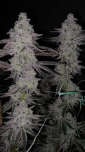 Load image into Gallery viewer, Seed Junky Capulator Collab 10 Fems Cap Junky S1 Alien Cookies x Kush Mints #11 8-9 Weeks Flower