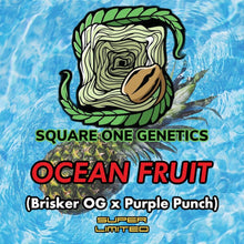 Load image into Gallery viewer, Square 1 Genetics Ocean Fruit Flower 10 Fem Pack Logo