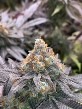 Load image into Gallery viewer, Square 1 Genetics Ocean Fruit Flower 1