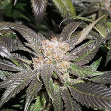 Load image into Gallery viewer, Super Sativa Seed Club Lava Freeze 8 Fems Flower 1