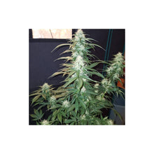 Load image into Gallery viewer, Super Sativa Seed Club Lava Freeze 8 Fems Flower 3