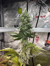 Load image into Gallery viewer, Thug Pug Unicorn Ice Cream 10 Regs Ice Cream Cake x Unicorn Poop 10 Regulars Bud