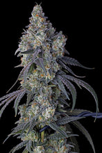 Load image into Gallery viewer, Bloom Seed Co. Pomelo Punch 5 Flower 1

