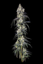 Load image into Gallery viewer, Bloom Seed Co. Pomelo Punch 5 Flower 2
