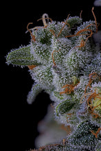 Load image into Gallery viewer, Bloom Seed Co. Pomelo Punch 5 Trichomes 1

