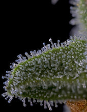Load image into Gallery viewer, Bloom Seed Co. Pomelo Punch 5 Trichomes 2
