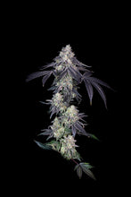 Load image into Gallery viewer, Bloom Seed Co. Rainbow Push Pop 12 Regulars Flower 3
