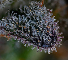 Load image into Gallery viewer, Bloom Seed Co. Rainbow Push Pop 12 Regulars Trichomes 
