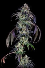 Load image into Gallery viewer, Bloom Seed Co Papaya Crush Flower 1
