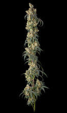 Load image into Gallery viewer, Bloom Seed Co Papaya Crush Flower 2
