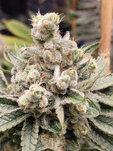 Load image into Gallery viewer, Bloom Seed Co. Strawberry Guava S1 Flower 1
