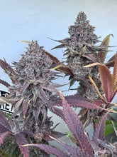 Load image into Gallery viewer, Bloom Seed Co. Strawberry Guava S1 Flower 2
