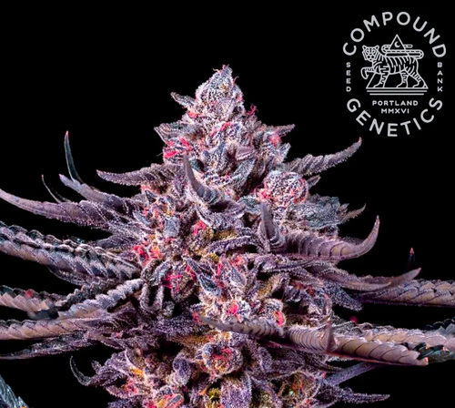 Compound Genetics Tigerz Eye 5 Feminised Seeds Flower