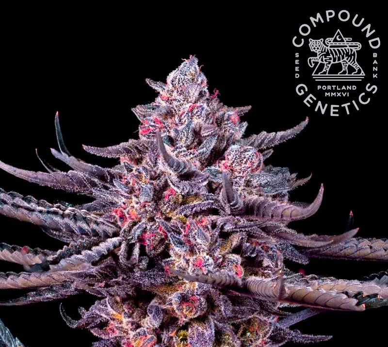 Compound Genetics Tigerz Eye 5 Feminised Seeds Flower