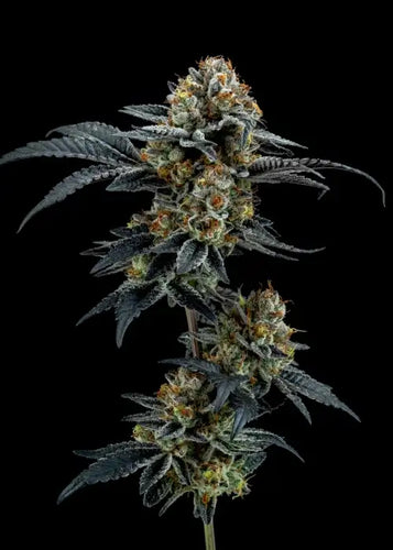 Elev8 Seeds Frosty Melons 3 Feminised Seeds Flower 1