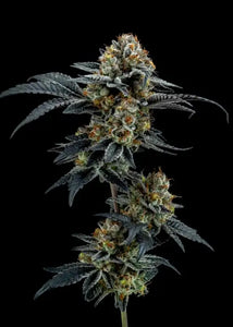 Elev8 Seeds Frosty Melons 3 Feminised Seeds Flower 1