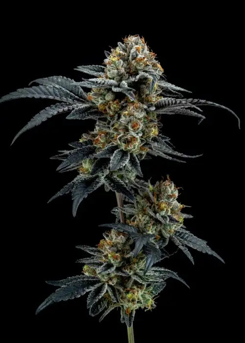 Elev8 Seeds Frosty Melons 3 Feminised Seeds Flower 1