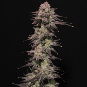 Elev8 Seeds Cherry Milk 3 Feminised Seeds Flower
