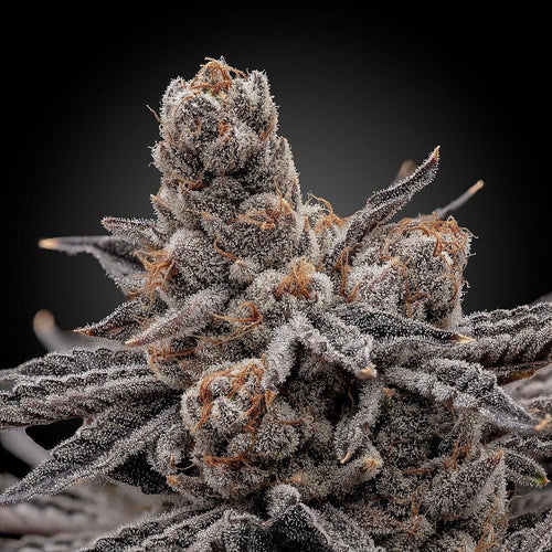 Elev8 Seeds Frosty Melons 3 Feminised Seeds Flower 1