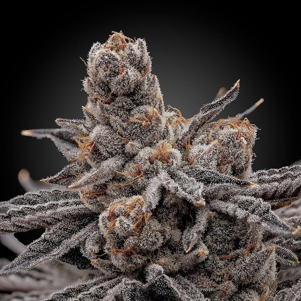 Elev8 Seeds Frosty Melons 3 Feminised Seeds Flower 1