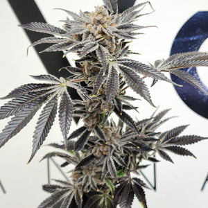 Elev8 Seeds Frosty Melons 3 Feminised Seeds Flower 2