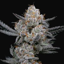 Load image into Gallery viewer, Elev8 Seeds Gary Payton S1 3 Feminised Seeds Flower 1
