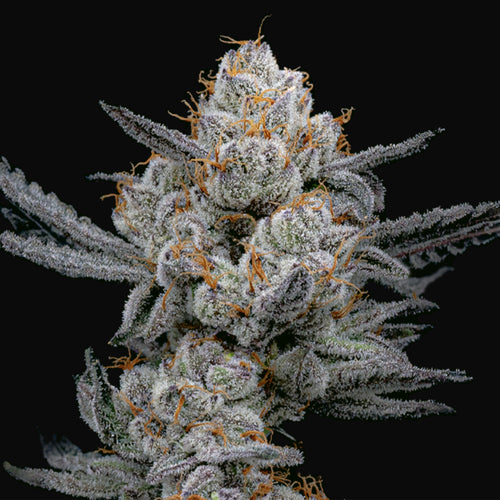 Elev8 Seeds Gary Payton S1 3 Feminised Seeds Flower 1