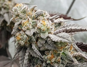 Elev8 Seeds Gary Payton S1 3 Feminised Seeds Flower 3