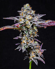 Load image into Gallery viewer, LIT Farms White Linnen
