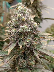 Robin Hood Seeds Apple Cup Bud 4 Own Grow