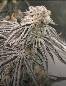 Robin Hood Seeds GRC X BBC S1 Flower