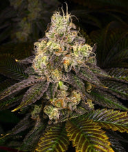 Load image into Gallery viewer, Sin City Seeds Key Lime Pie S1 Flower 1
