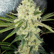 Load image into Gallery viewer, Sin City Seeds Key Lime Pie S1 Flower 2
