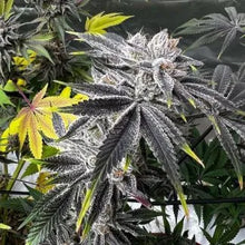 Load image into Gallery viewer, Sin City Seeds Key Lime Pie S1 Flower 3
