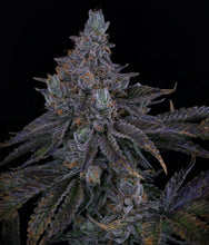 Load image into Gallery viewer, Sin City Seeds Key Lime Pie S1 Flower
