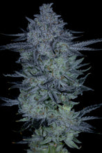 Load image into Gallery viewer, Sin City Seeds Sticky Blueberries Flower
