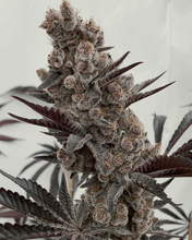Load image into Gallery viewer, Solfire Gardens Bahama Mama S1 3 Feminised Seeds Flower
