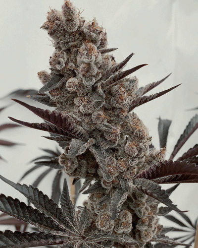 Solfire Gardens Bahama Mama S1 3 Feminised Seeds Flower