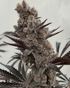 Solfire Gardens Bahama Mama S1 3 Feminised Seeds Flower