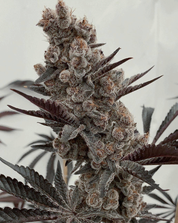 Solfire Gardens Bahama Mama S1 3 Feminised Seeds Flower