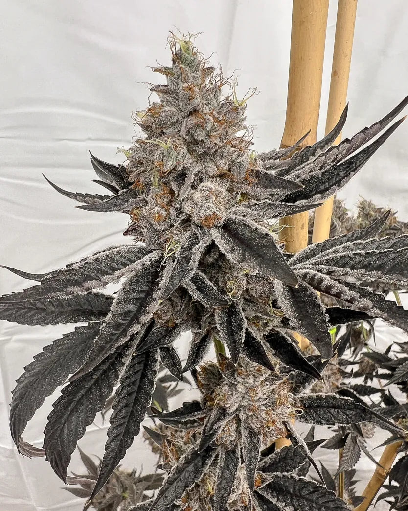 Solfire Gardens Block Monster 3 Feminised Seeds