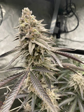 Load image into Gallery viewer, Solfire Gardens Diamond Daiquiri Flower 5
